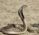 Snake Bit 3 in a family 3 month old kid dies