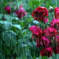 Heavy to Heavy Rains predicted in Andhrapradesh on 11th and 12th