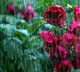Heavy to Heavy Rains predicted in Andhrapradesh on 11th and 12th