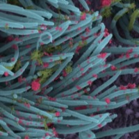 Proteins in Covid virus that damage blood vessels found