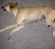 Mystery decease caused to death of stray dogs in Kovalam
