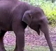 Elephant Calf Named After Puneeth Rajkumar