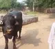 Farmer complains police that his buffalo not giving milk