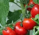 Tomato Rate Crossed Rs 100 in open market