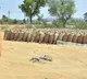 Central govt clarifies on paddy procurement