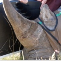 Isotopes in rhino horn: Phase 1 successful, next phase begins