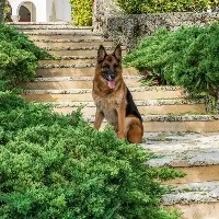 Dog named Gunther VI owned huge assets