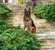 Dog named Gunther VI owned huge assets