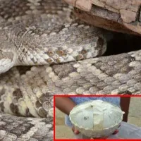 Snake Venom Worth Rs One and half crore Seized In Odisha