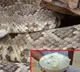 Snake Venom Worth Rs One and half crore Seized In Odisha