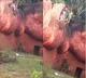 Man moves closer to lion moat area at Hyderabad Zoo