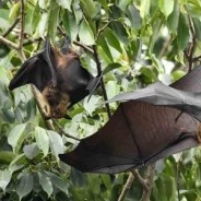 Scientists find coronaviruses closely related to pandemic virus