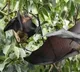 Scientists find coronaviruses closely related to pandemic virus