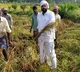 CBI Former JD Lakshminarayana joins paddy harvesting