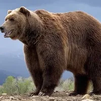 Bart The Bear II is No More