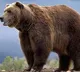 Bart The Bear II is No More