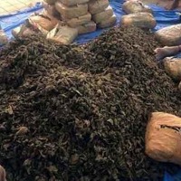 Five held in Vizag for online supply of ganja