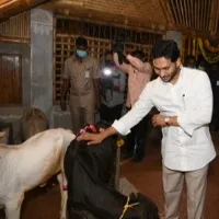 CM Jagan visits Goshala near his residence in Tadepally