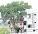 man built home without cutting tree