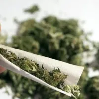 NCB seize over one lakh kilos Ganja in AP in 2020