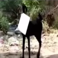 Goat took file and ran away in a govt office