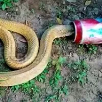 Cobra Trapped In Beer Can Rescued In Bhubaneswar