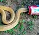 Cobra Trapped In Beer Can Rescued In Bhubaneswar