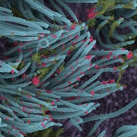 Scientists developing chewing gum that could reduce SARS-CoV-2 transmission