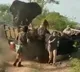 Elephant attacks tourists vehicle on South Africa safari