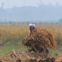 Telangana paddy farmers urged to grow alternate crops