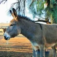 People purchasing liter donkey milk for 10000 to use as medicine for corona