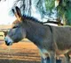 People purchasing liter donkey milk for 10000 to use as medicine for corona