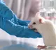 Taiwan Scientist Tested Positive for Covid After Mouse Bite