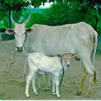 Cow swallows gold chain in Karnataka