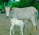 Cow swallows gold chain in Karnataka