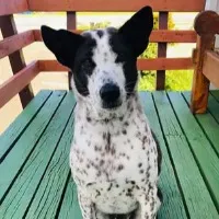 Australian Couple Plan Private Jet Flight For Dog Stranded in New Zealand