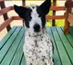 Australian Couple Plan Private Jet Flight For Dog Stranded in New Zealand
