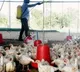 Keralas Kottayam reports 3 bird flu cases mass culling begins today