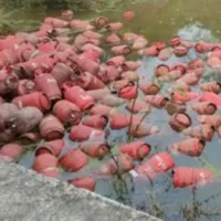 Lorry Carrying Gas Cylinders Hit Culvert