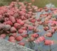 Lorry Carrying Gas Cylinders Hit Culvert