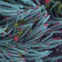 Proteins from Shark antibodies may help prevent Covid virus
