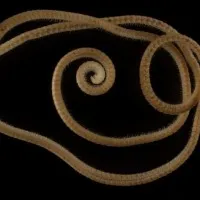 Australian researchers identifies thousand more legged millipede