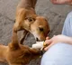 Residential Complex Committee imposes huge fine on a women for feeding stray dogs