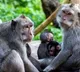 monkeys kill 250 dogs to take revenge in maharashtra