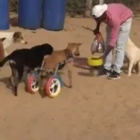 Animal keeper Saed al Aer straps a wheelchair made out of parts from a children