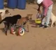 Animal keeper Saed al Aer straps a wheelchair made out of parts from a children
