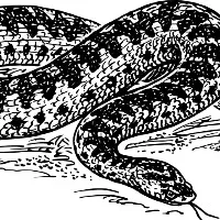 snake at ram mohan naidu home