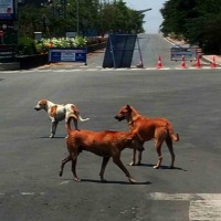 Pregnant woman fights stray dogs to save her 3 kids in UP