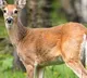 white tailed deers in us infected with corona