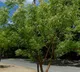 demand increased for neem seeds